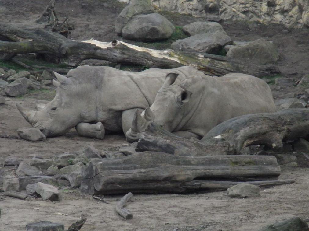 Foto Zoo Gelsenkirchen - Nashorn