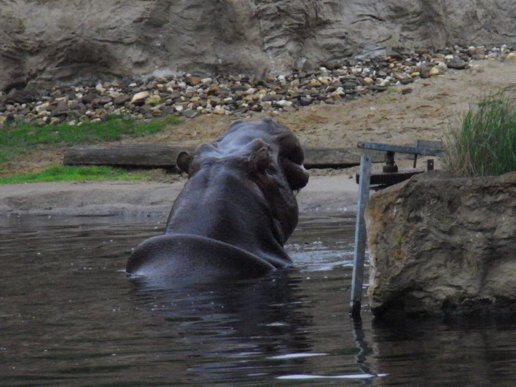 Foto Zoo Gelsenkirchen - Nilpferd