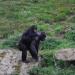 Foto Zoo Gelsenkirchen - Affenmutter und Baby