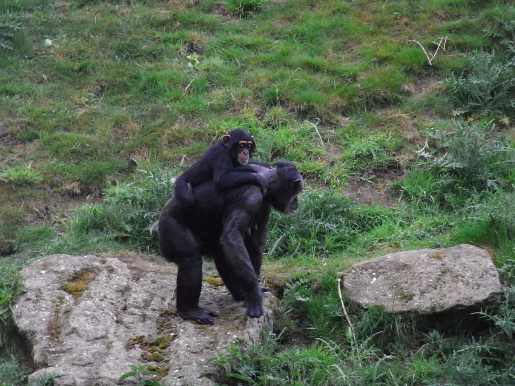 Foto Zoo Gelsenkirchen - Affenmutter und Baby