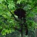 Foto Zoo Gelsenkirchen - Affe im Baum