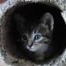 Foto von Katze Pepper - im Baumstumpf
