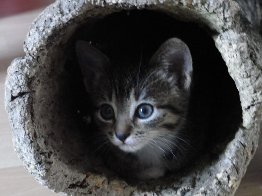 Foto von Katze Pepper - im Baumstumpf