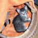 Foto von Katze Pepper - im Körbchen