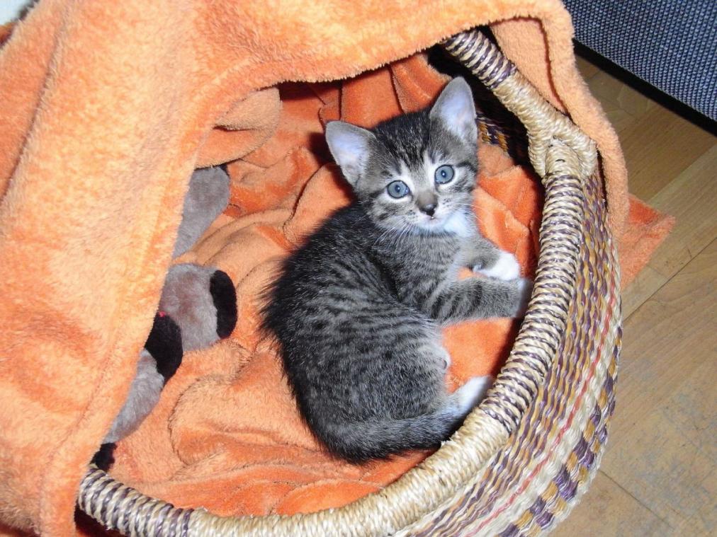 Foto von Katze Pepper - im Körbchen