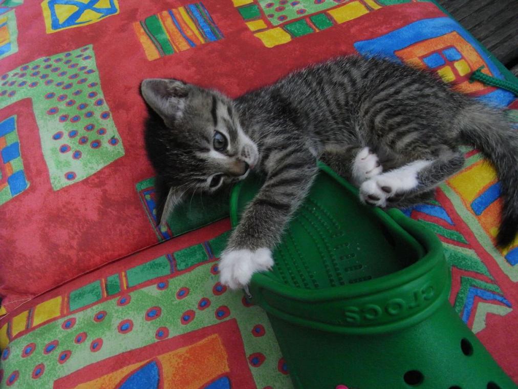 Foto von Katze Pepper - spielend mit Schlappe