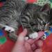 Foto von Katze Pepper - spielend mit Hand