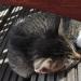 Foto von Katze Pepper - schlafend
