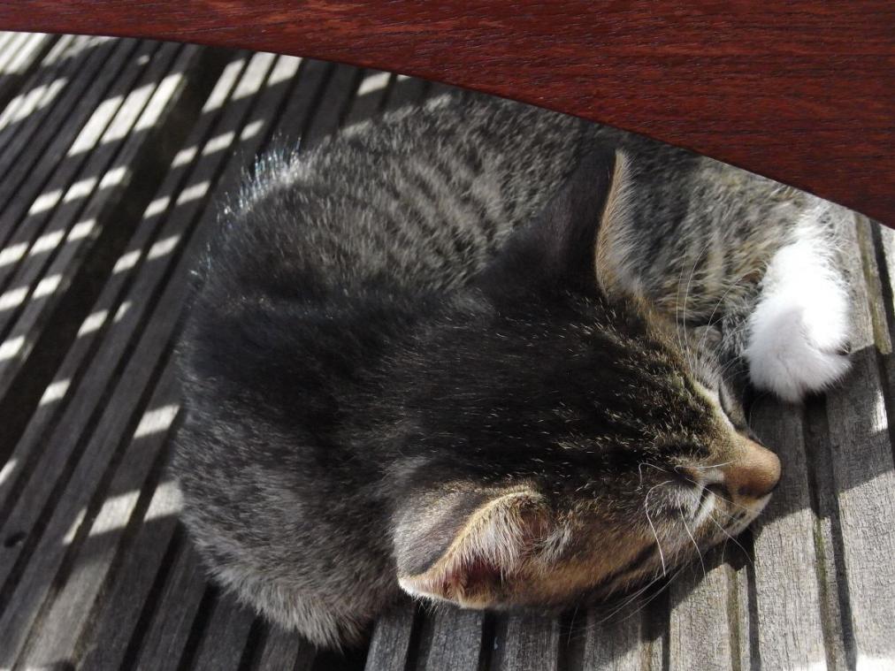 Foto von Katze Pepper - schlafend