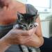 Foto von Katze Pepper - 6 Wochen alt in Hand