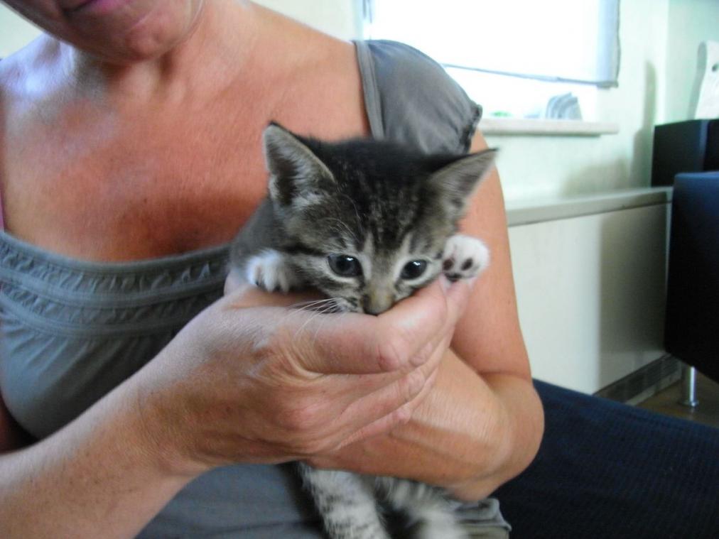 Foto von Katze Pepper - 6 Wochen alt in Hand