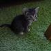 Foto von Katze Pepper - 6 Wochen alt auf Teppich