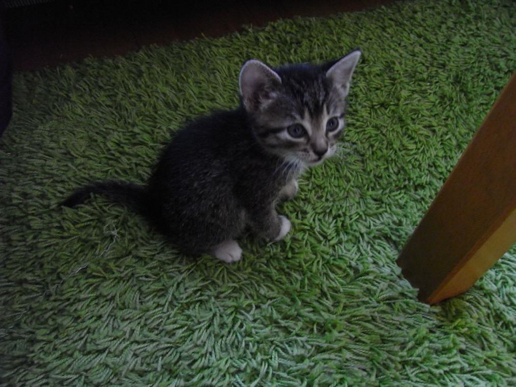 Foto von Katze Pepper - 6 Wochen alt auf Teppich