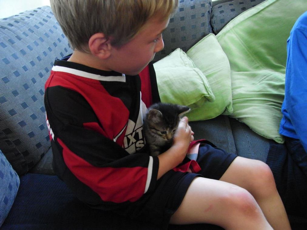 Foto von Katze Pepper - 6 Wochen alt