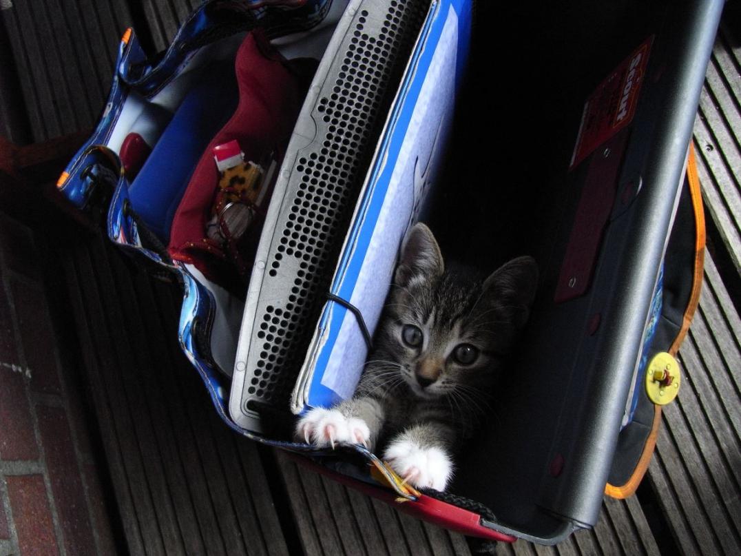 Foto von Katze Pepper - im Schulranzen