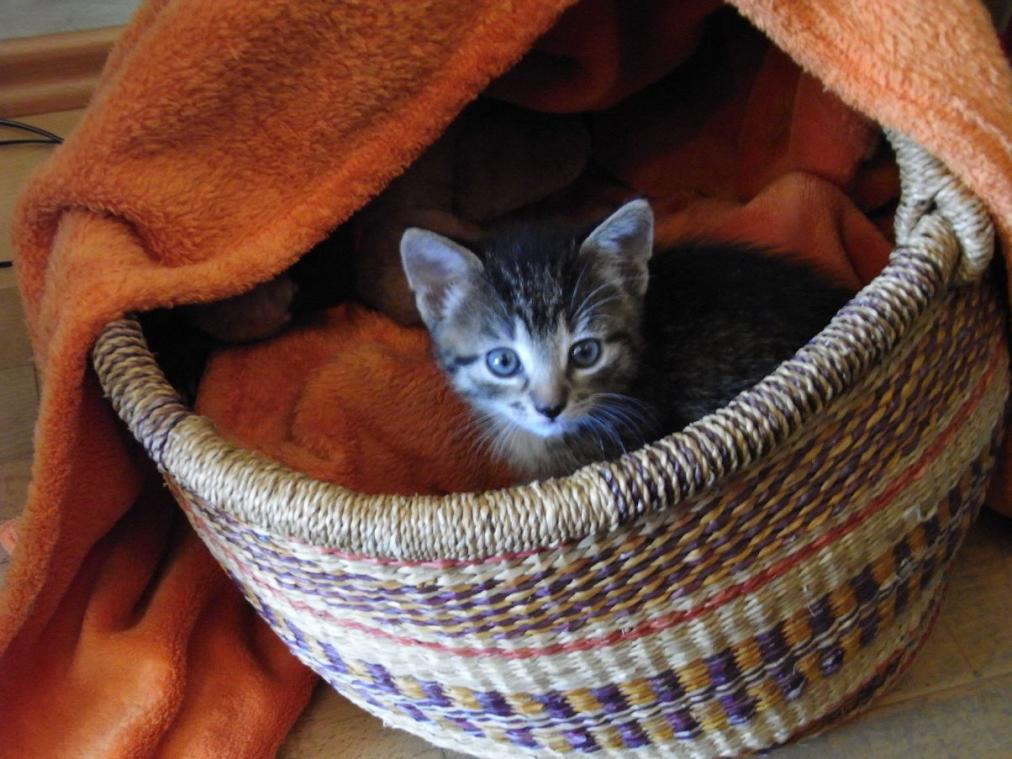 Foto von Katze Pepper - 6 Wochen im Korb