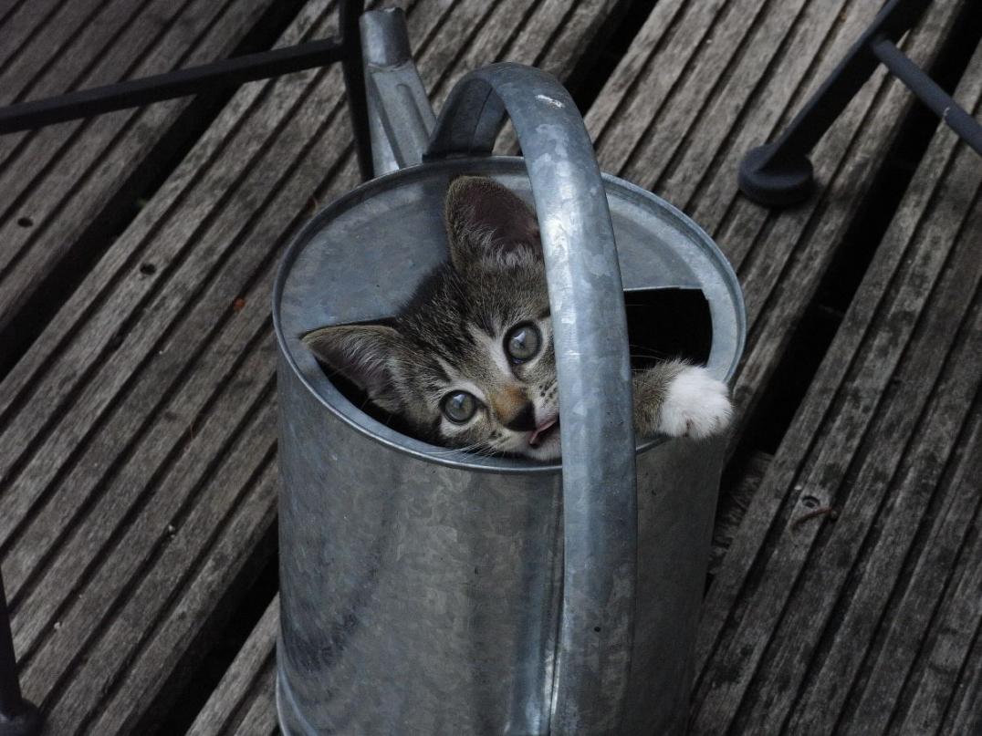 Foto von Katze Pepper - in Kanne