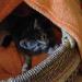 Foto von Katze Pepper - 6 Wochen alt im Korb