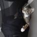 Foto von Katze Pepper - im Netz