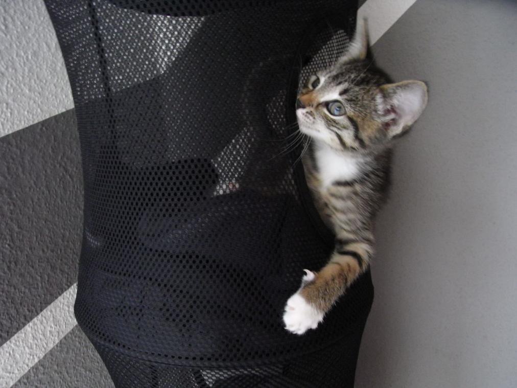 Foto von Katze Pepper - im Netz