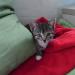 Foto von Katze Pepper - unter Decke