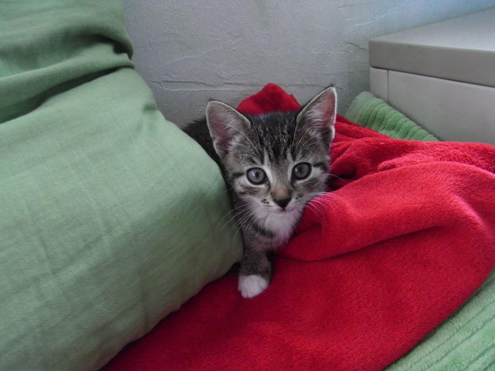 Foto von Katze Pepper - unter Decke