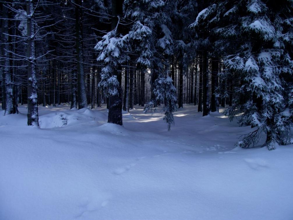 Foto - Winterimpressionen 