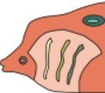 Window Color Bild - Fisch 1